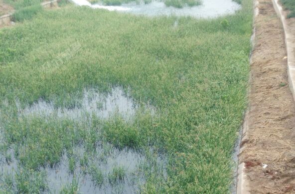 石津灌区枝流北庄段