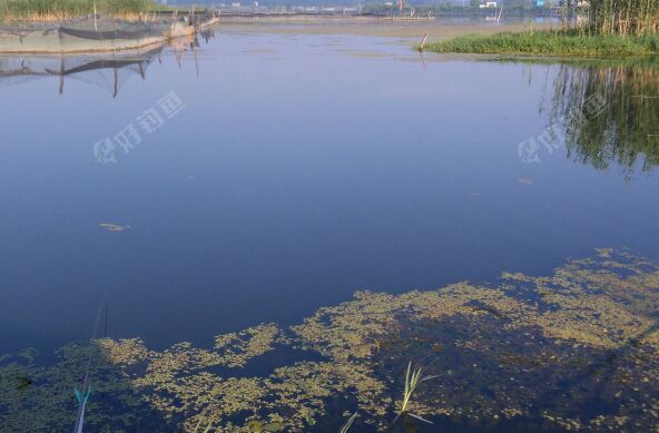 浍河大何涵段钓场
