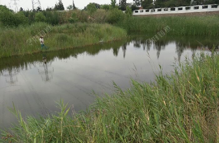 徐戈庄北一个野塘子