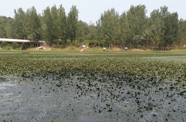 颖桥回族镇小学北边