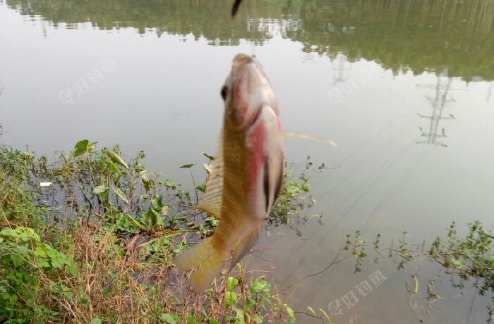 红水河白鹤隘段