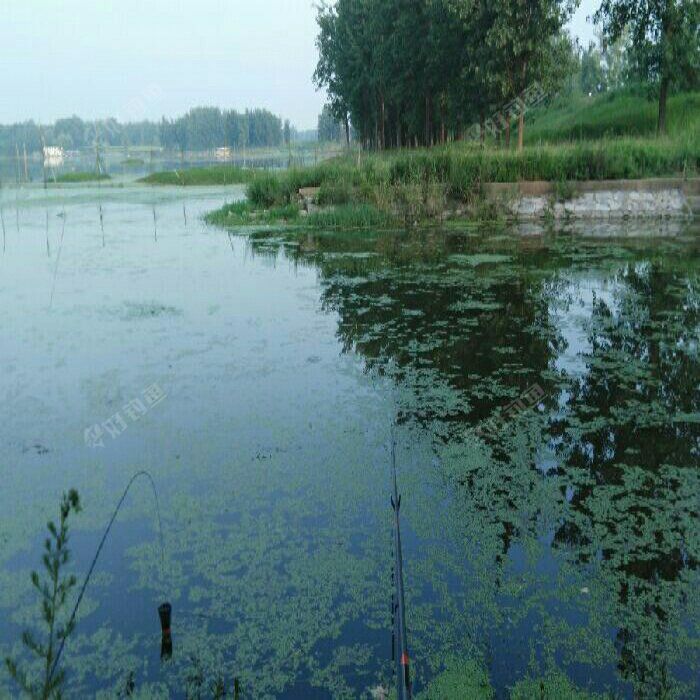 浍河小北湾钓场
