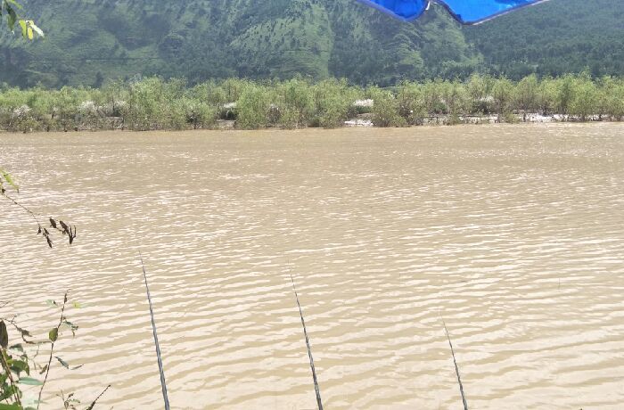 金沙江畔和尚庄柳林