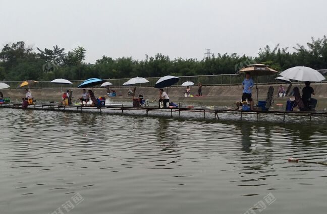 荥阳王村槐树林