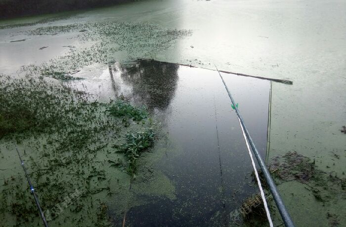 四川省射洪县仁和区野糖