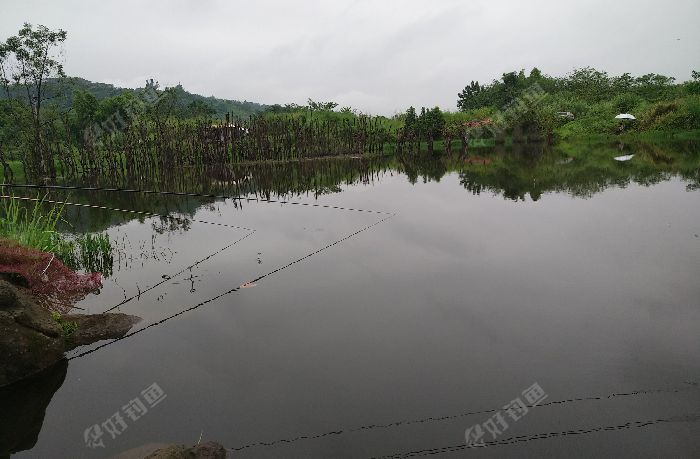 龙湾公园附近野塘