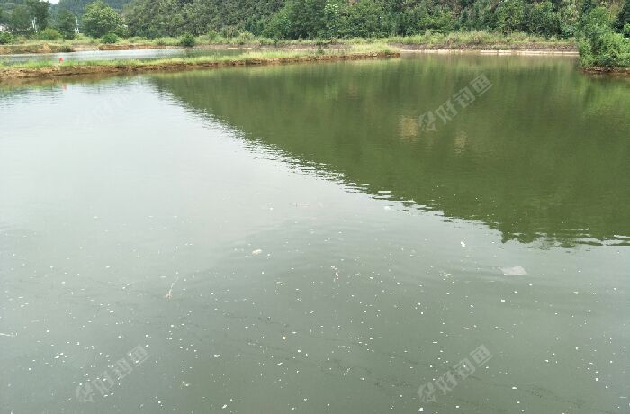 黄龙桥村活水塘