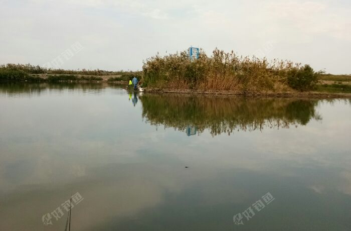 乌苏市西湖夹坝钓鱼