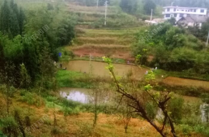 以朵余家原塘鱼