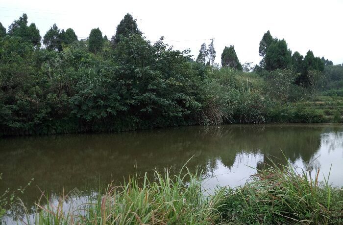 何家沟鱼塘