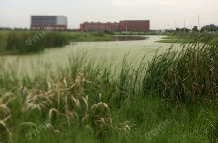 港城尚府西侧野塘