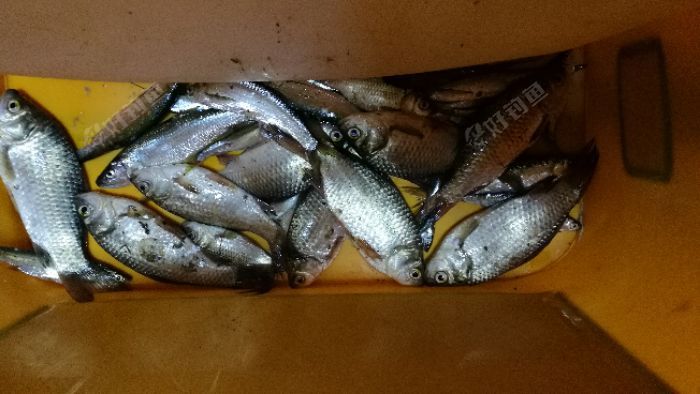 [试钓报告] 江湖猎人,有鱼就有江湖 - 钓鱼人