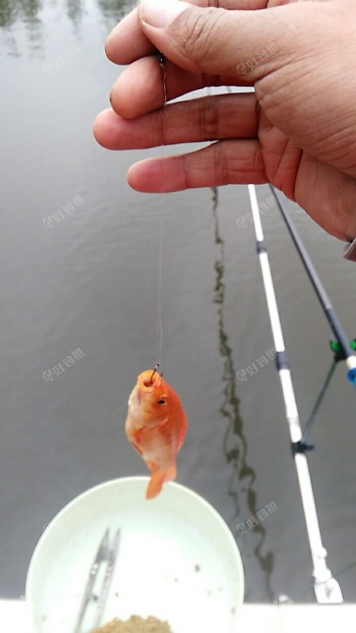 正中上膛,也不怕噎着,看来还是江湖猎人的味道霸道啊 正中上膛,也不怕噎着,看来还是江湖猎人的味道霸道啊