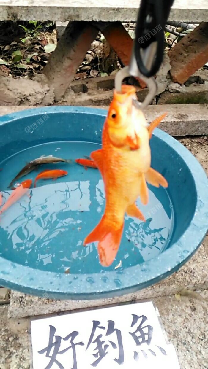 这个不小,现在很少了 这个不小,现在很少了