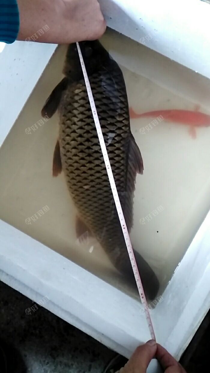 55cm 55cm