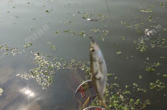 东城大桥东边钓场