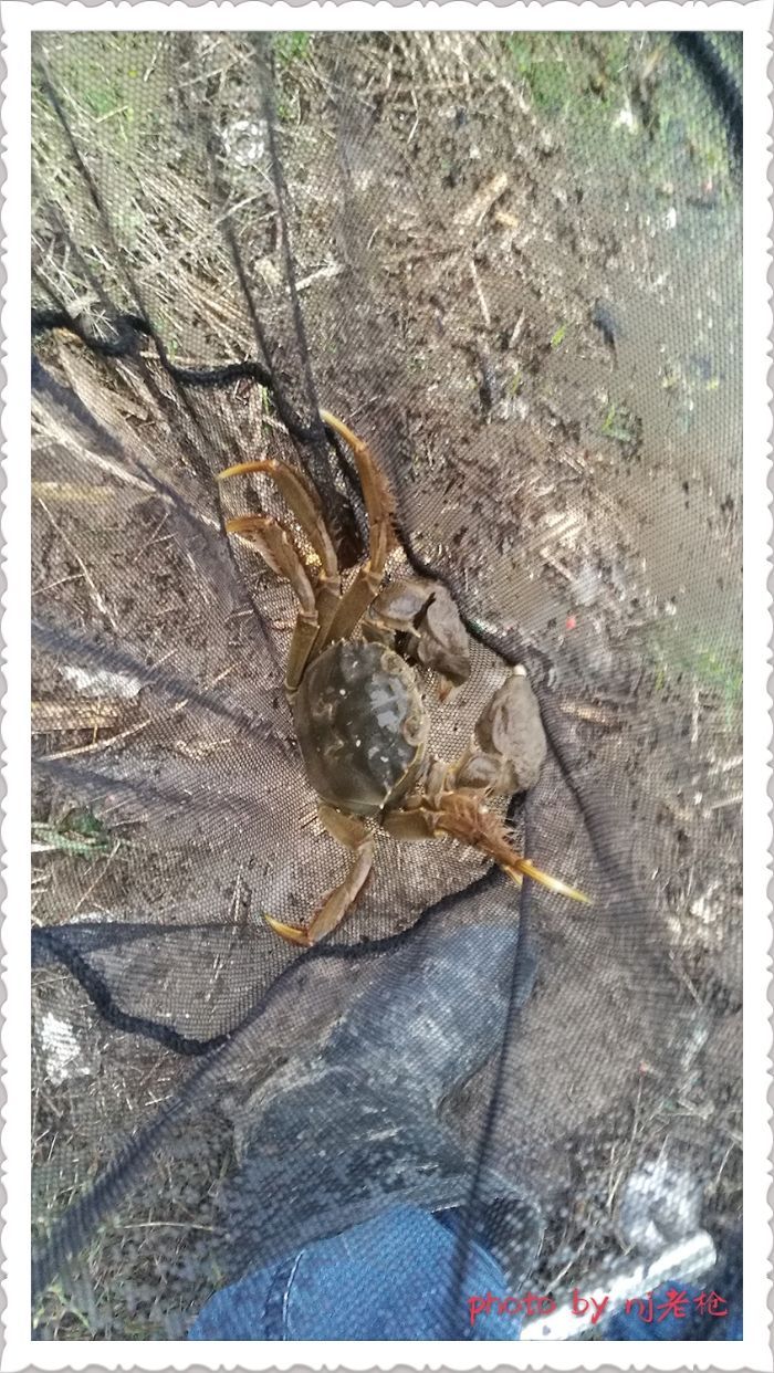 陆续的钓获螃蟹，不一一展示