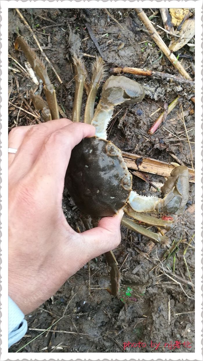又来一只公的