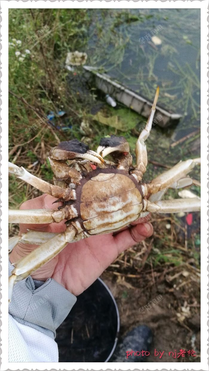 再来一只母的