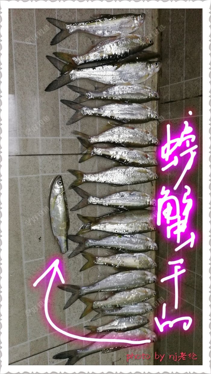 翘嘴餐条拢共20条