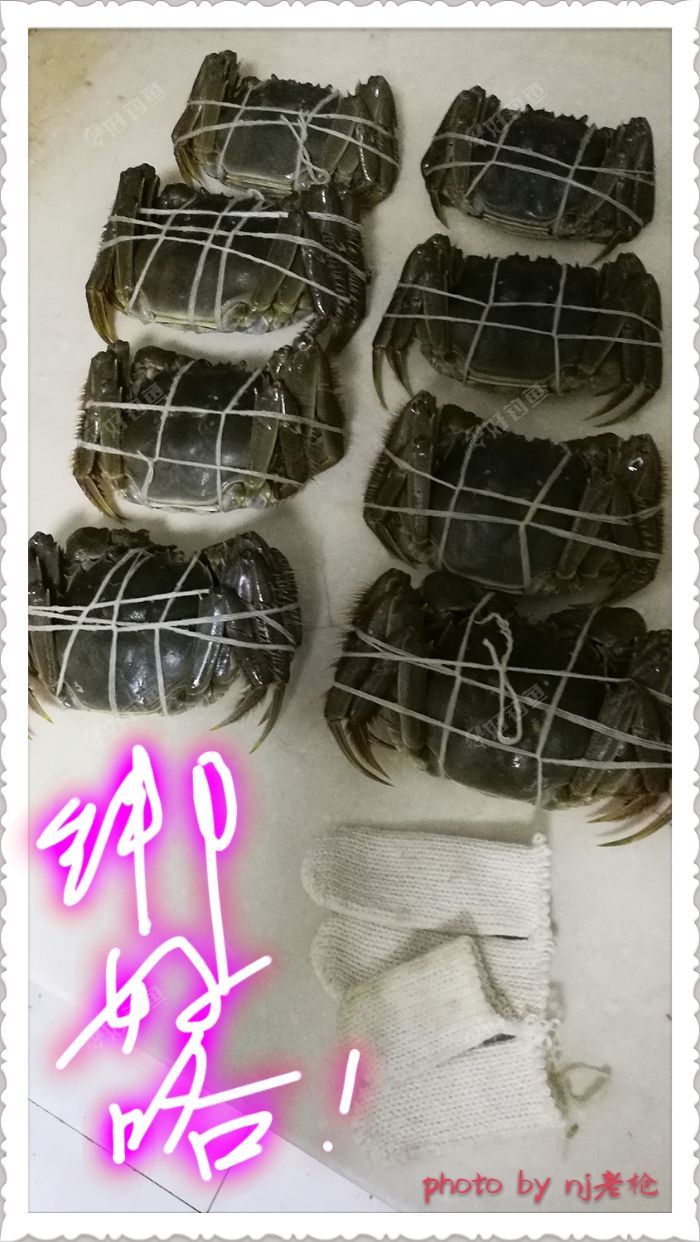 绑好的螃蟹