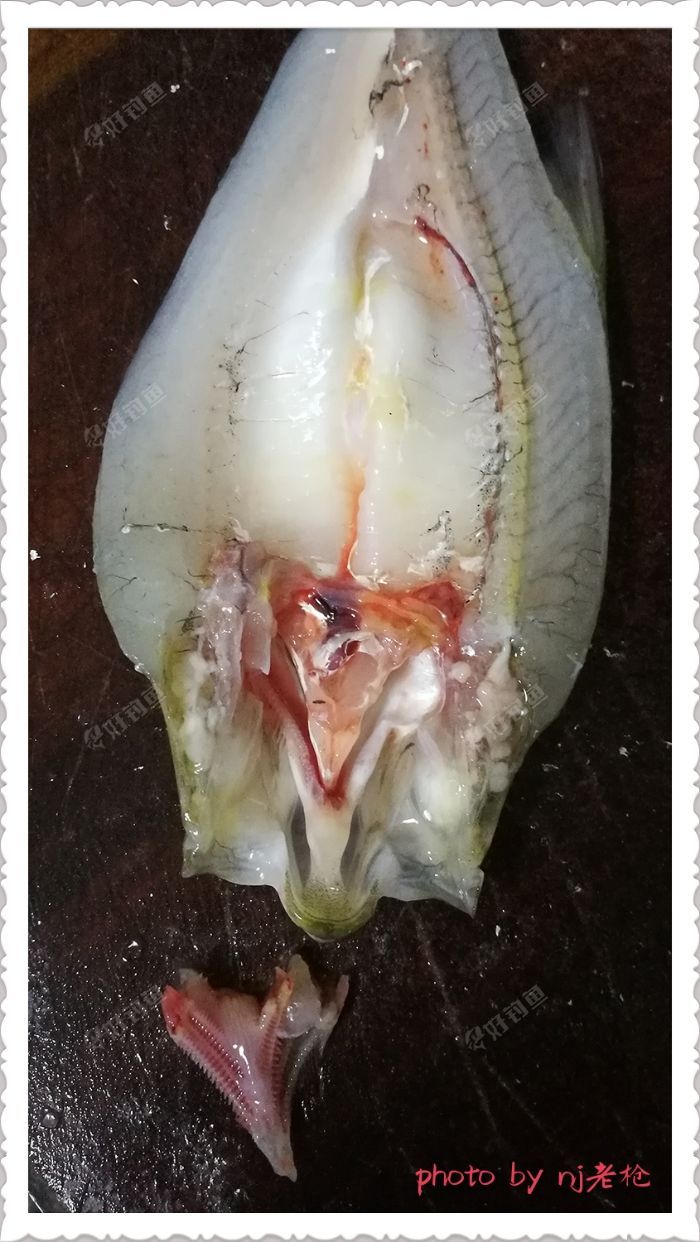 完整取出鱼鳃