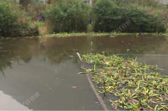 北洋镇茅坦村野塘