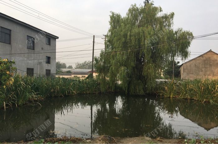 小新村王家大队野塘