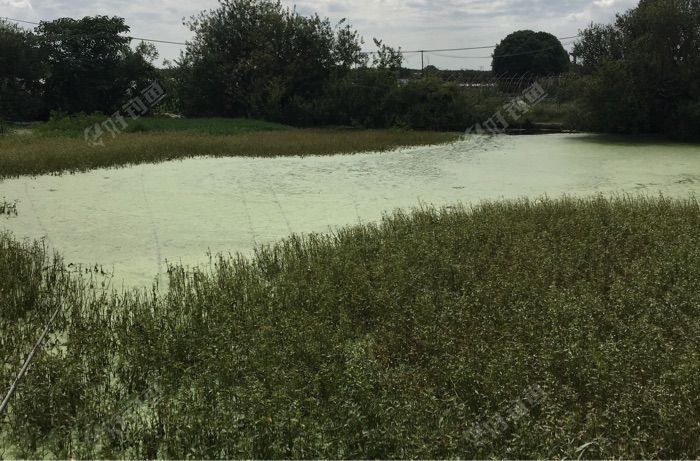 边上水花生中间浮萍