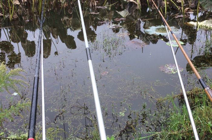 河沙镇六大队山顶荷塘