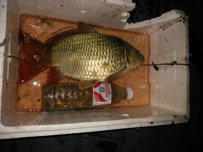 来瞅瞅这货,鲫鱼的身子鲤鱼的尾巴,还特莫是个大肚子。猛的一瞅我还以为是高背鲫,细看,这就是个鲤鱼啊,有红尾巴嘴角有胡须啊。我估计啊,这货不是长歪了,就是鲫鱼和鲤鱼的串串 来瞅瞅这货,鲫鱼的身子鲤鱼的尾巴,还特莫是个大肚子。猛的一瞅我还以为是高背鲫,细看,这就是个鲤鱼啊,有红尾巴嘴角有胡须啊。我估计啊,这货不是长歪了,就是鲫鱼和鲤鱼的串串