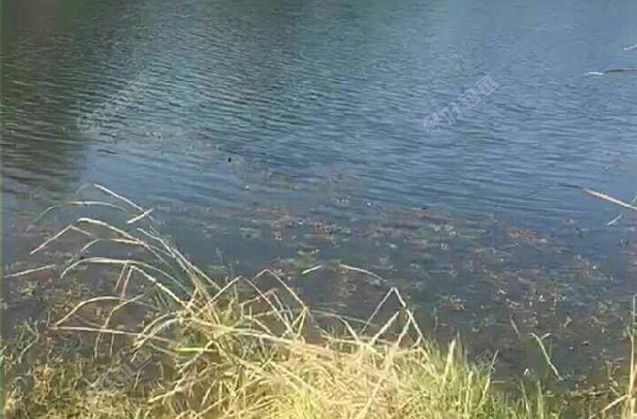 大叶庙附近野糖