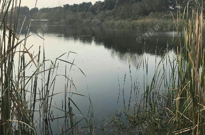 新区文化中心旁野塘