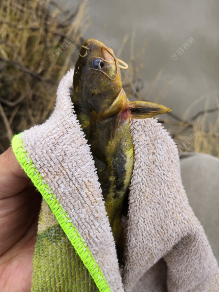 钩子吃肚子里了