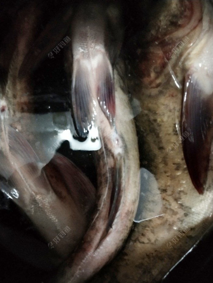 对着鱼护桶里面拍的