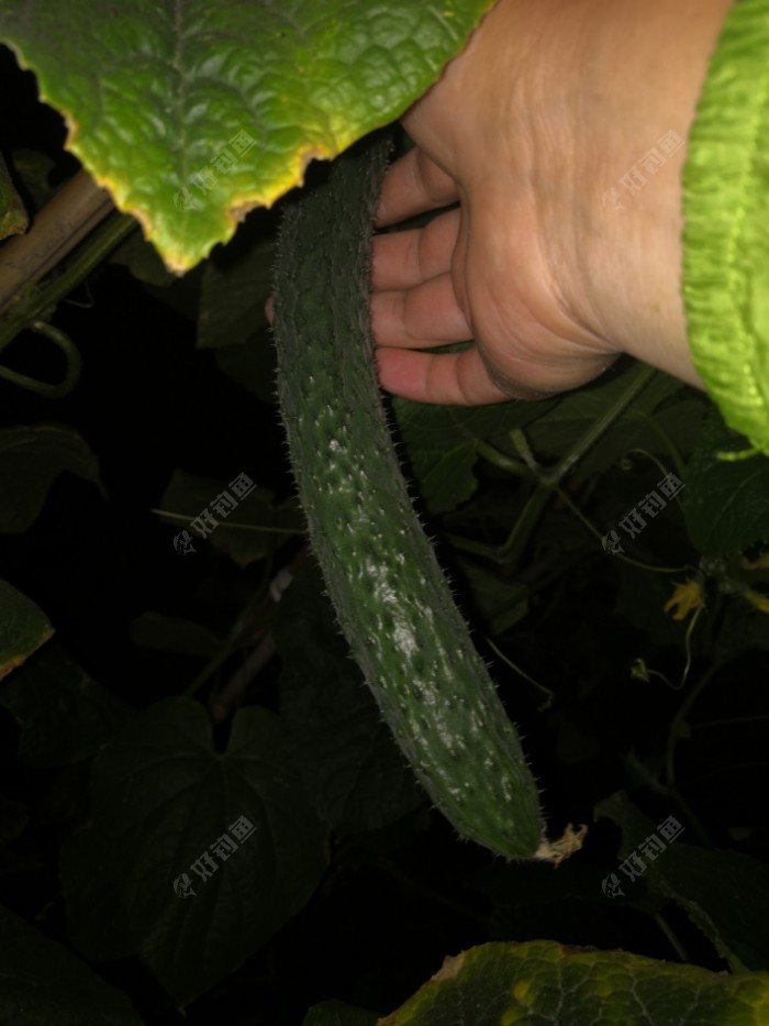 新鲜翠绿的黄瓜