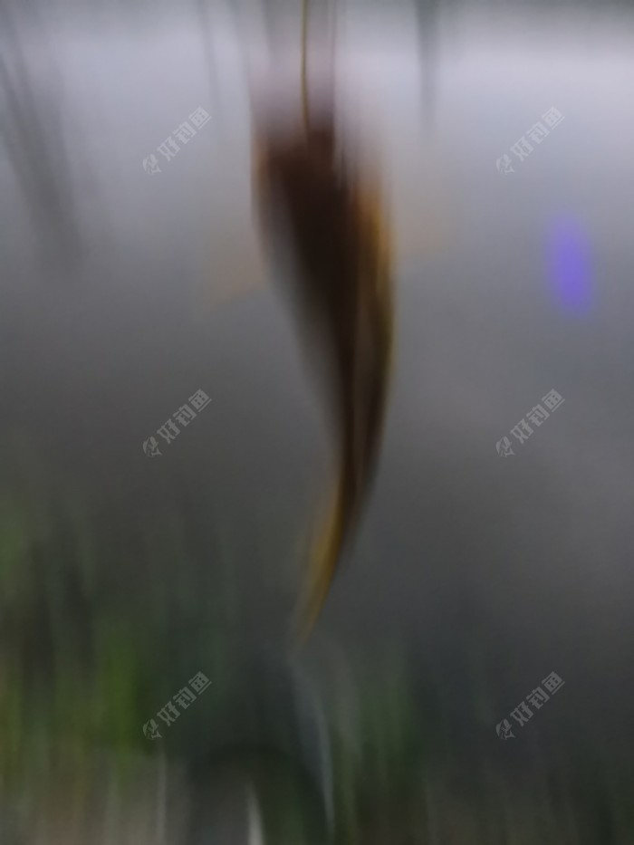 宋哥钓的巨物趴地虎