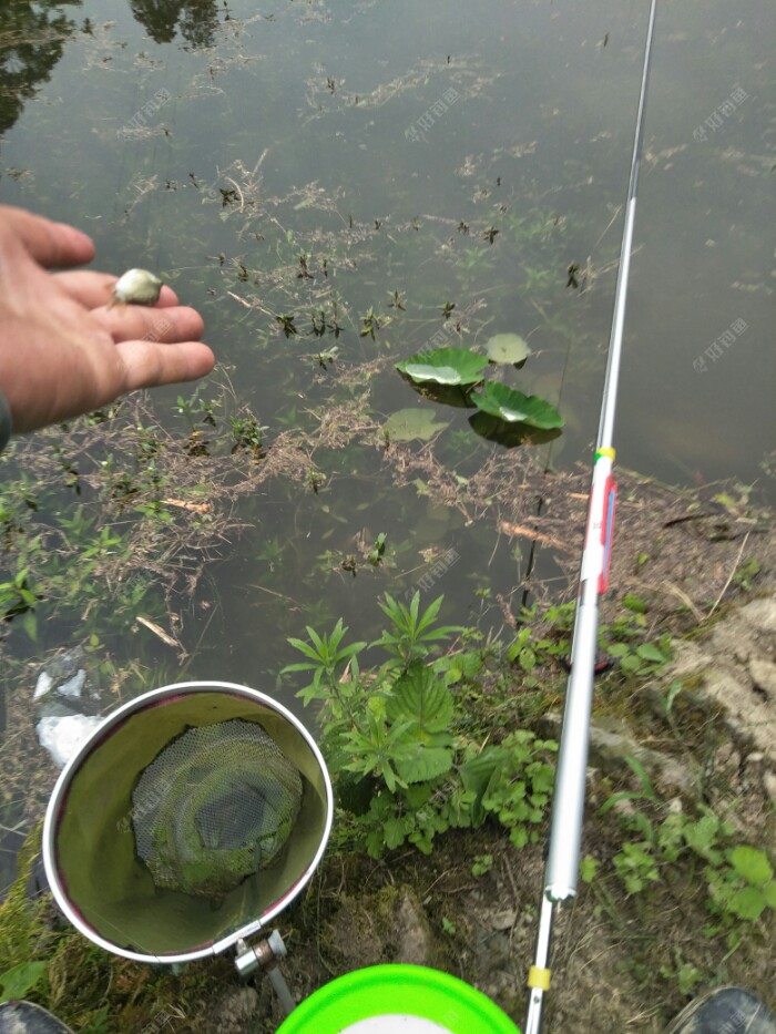 小金鲫虽漂亮，可还是放回去