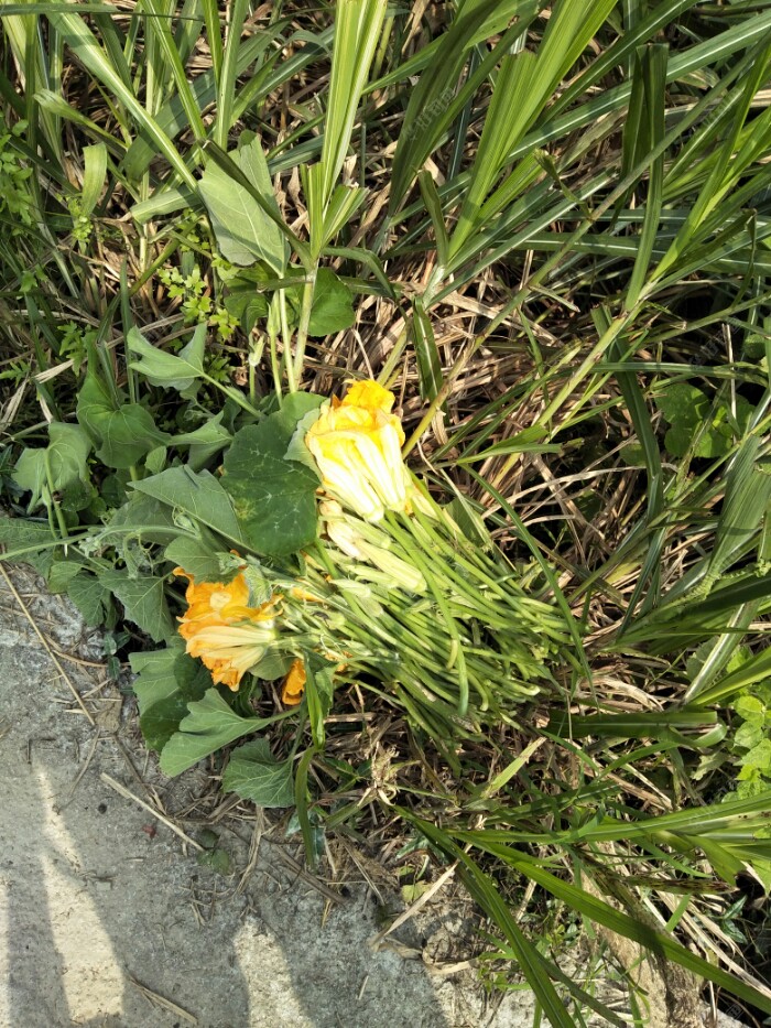 还有摘好的南瓜花，真想拿去钓鱼呀！哈哈