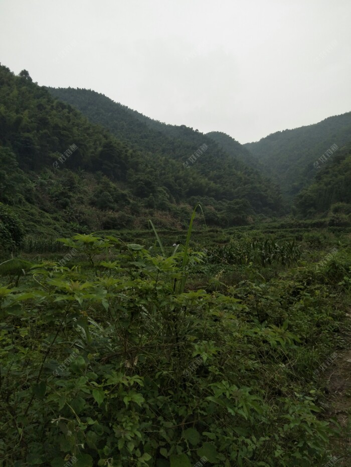 山村里的空气格外神清气爽，让人心情大爽。
