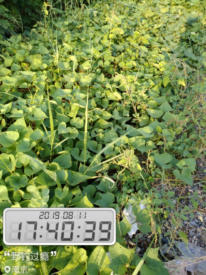 红薯已经成熟了