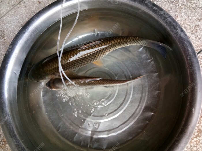 这就是鱼获这个增氧机也是在