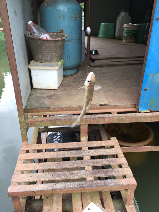 没一会花骨鱼也来了这家伙吃口也跟白条一样猛