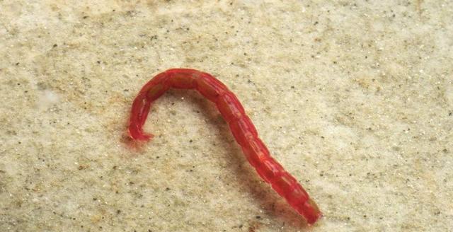 脆弱的红虫饵如何保存？有3套常用法，让红虫持续鲜嫩