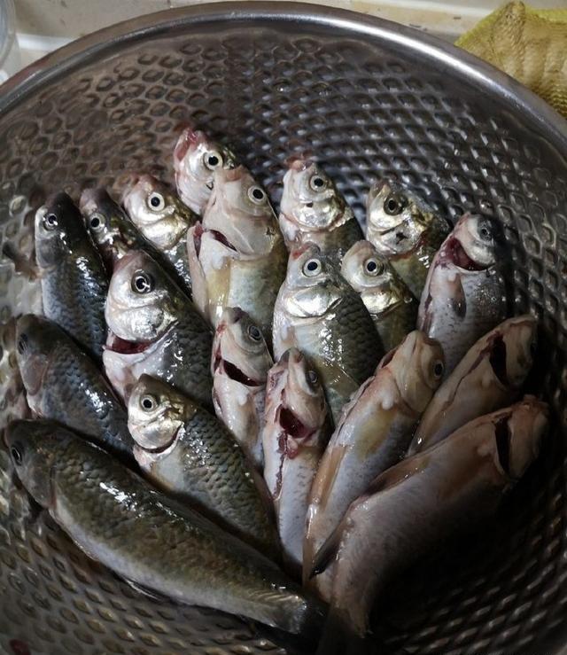 长江河边钓鱼，钓获30多条鲫鱼，分享春钓鲫鱼的经验