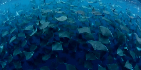 cjd0iV8YVqXlkKZe-6fxDRpCJwGTO.gif