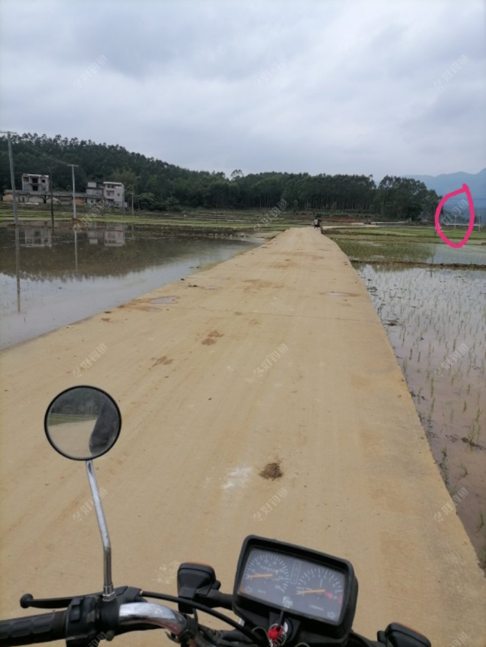 其实白天摘桑果回来时我就已