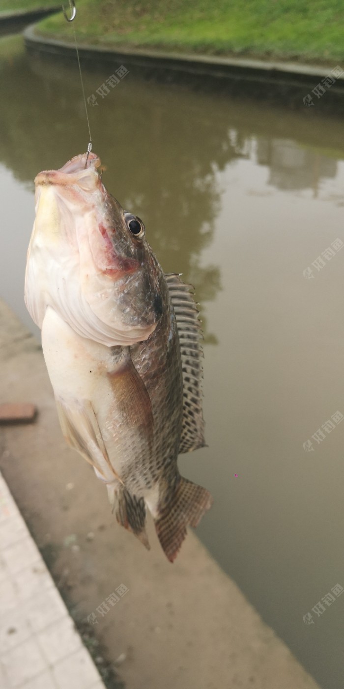 这是今天上的第三条鱼，这条