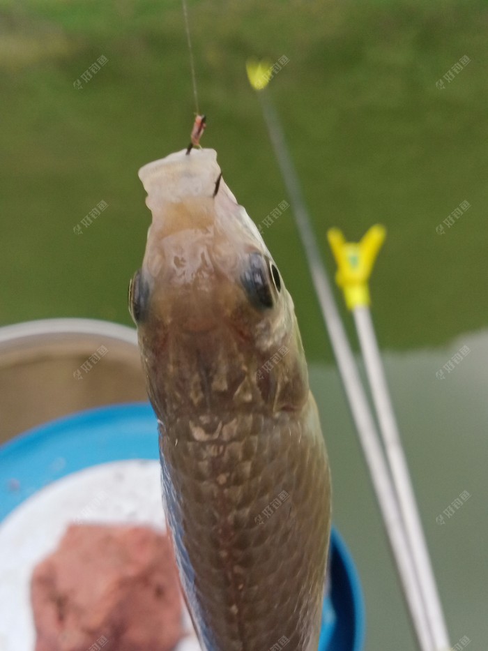 上了三条鲫鱼。