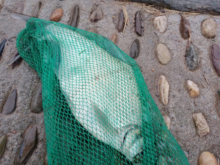 一斤三两多的鳊鱼入抄上岸。